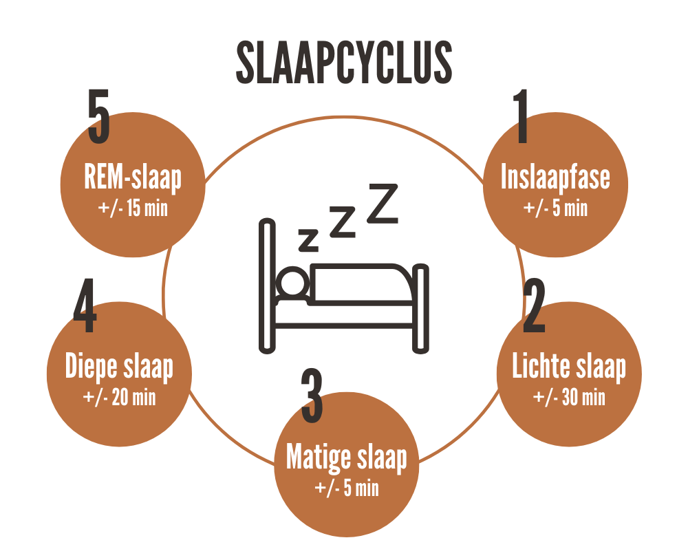 verschillende fasen van de slaapcyclus